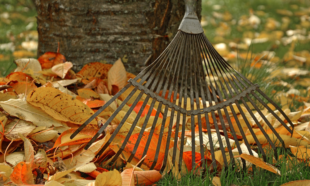 garden rake with leaves around it