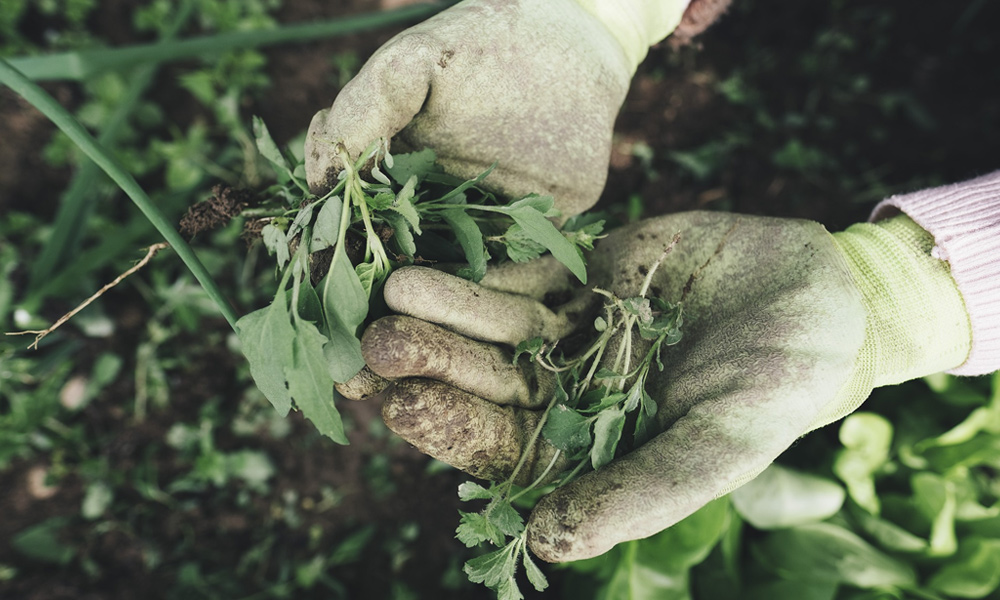 garden gloves with weeds