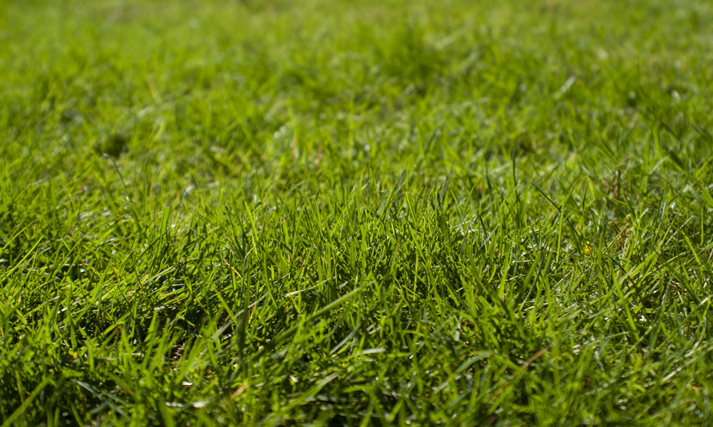 long green grass